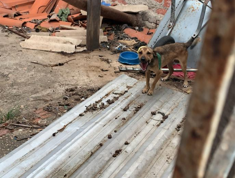 Cãozinho que vivia 24 horas preso é o primeiro no Piauí resgatado com mandado judicial