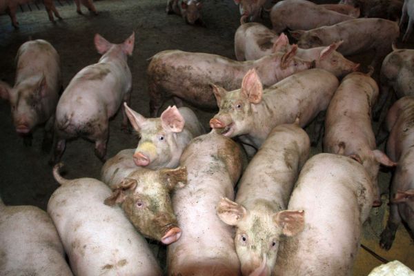 Adapi diz que peste suína está controlada e comércio de porco será liberado no Piauí