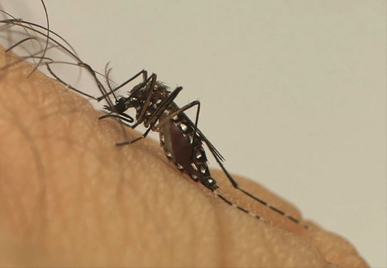 Em Picos, casos de Chikungunya e Dengue continuam em crescimento
