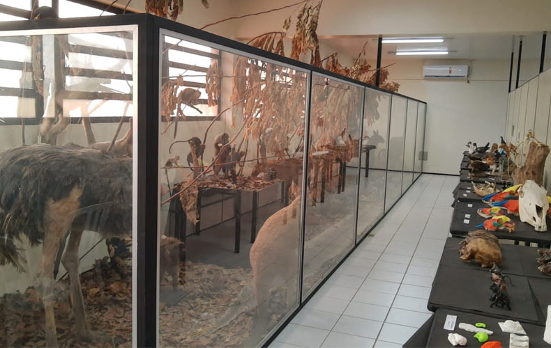 UFPI reabre exposição ao público da maior coleção de história natural do Piauí