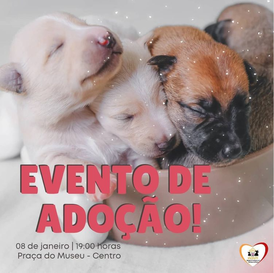 APAPI realizará evento de adoção de animais neste sábado (08), em Picos