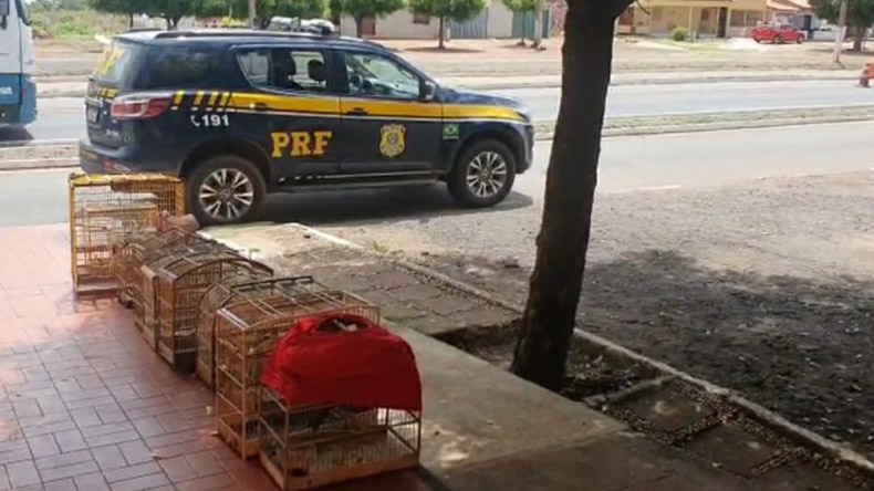 Em Picos, PRF resgata 12 pássaros e autua homem por tráfico de animais silvestres