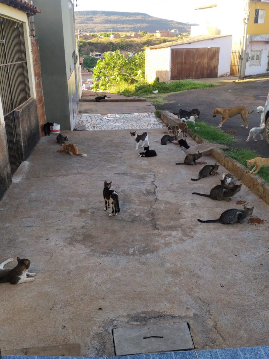 APAPI pede ajuda para continuar comprando ração para os animais de rua