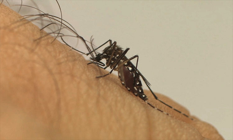 Pesquisadores desenvolvem larvicida contra Aedes aegypti a partir de planta da mata atlântica