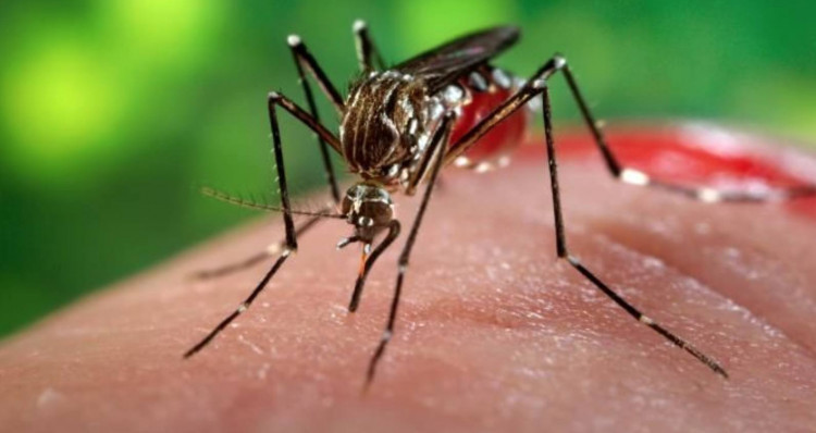 Picos contabiliza 1.410 casos de chikungunya e 449 de dengue