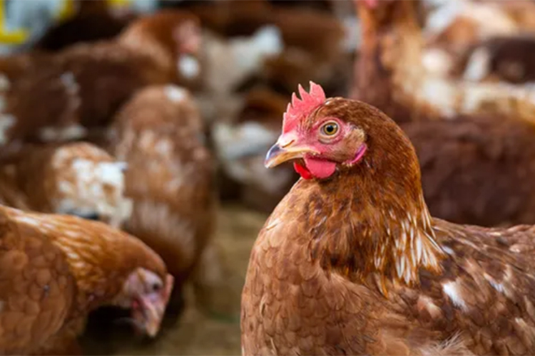 Governo do Piauí prorroga decreto de emergência zoossanitária por riscos de gripe aviária