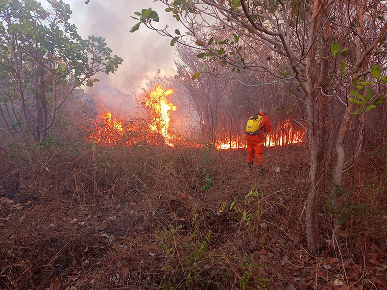 Metodologia com IA identifica focos de incêndio com antecedência