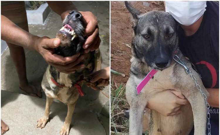 Homem é preso após quebrar dentes de animal de estimação na zona rural de Picos