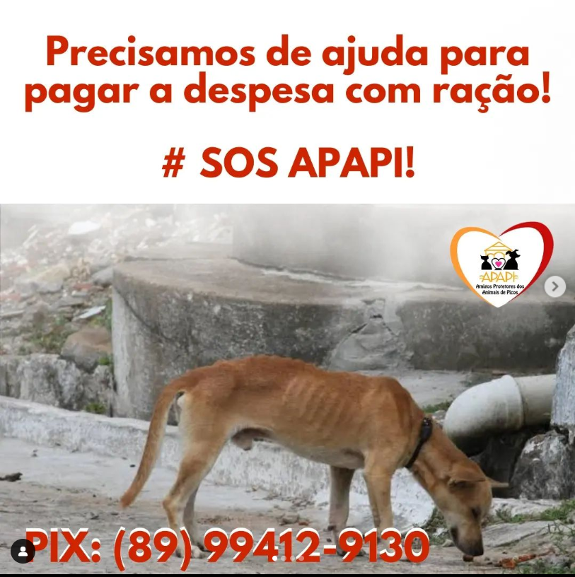 APAPI pede ajuda para continuar comprando ração para os animais de rua em Picos