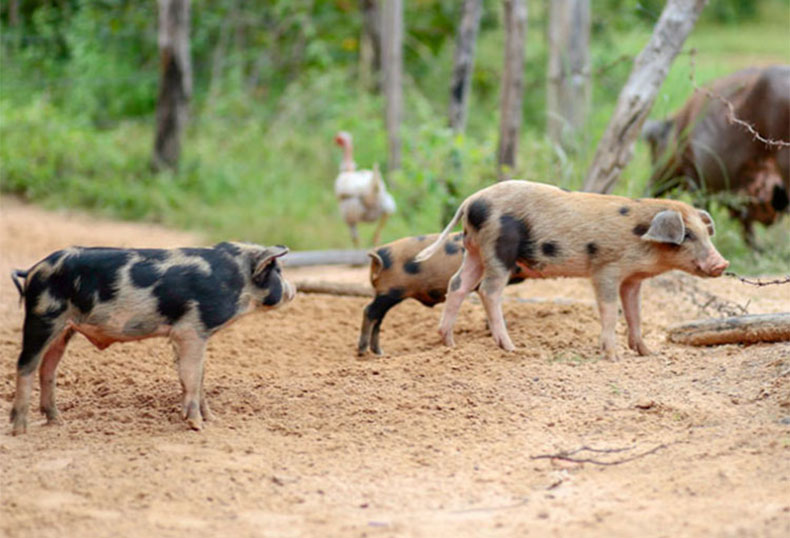 Piauí Fomento libera mais de R$ 800 mil em crédito para produtores de nove municípios