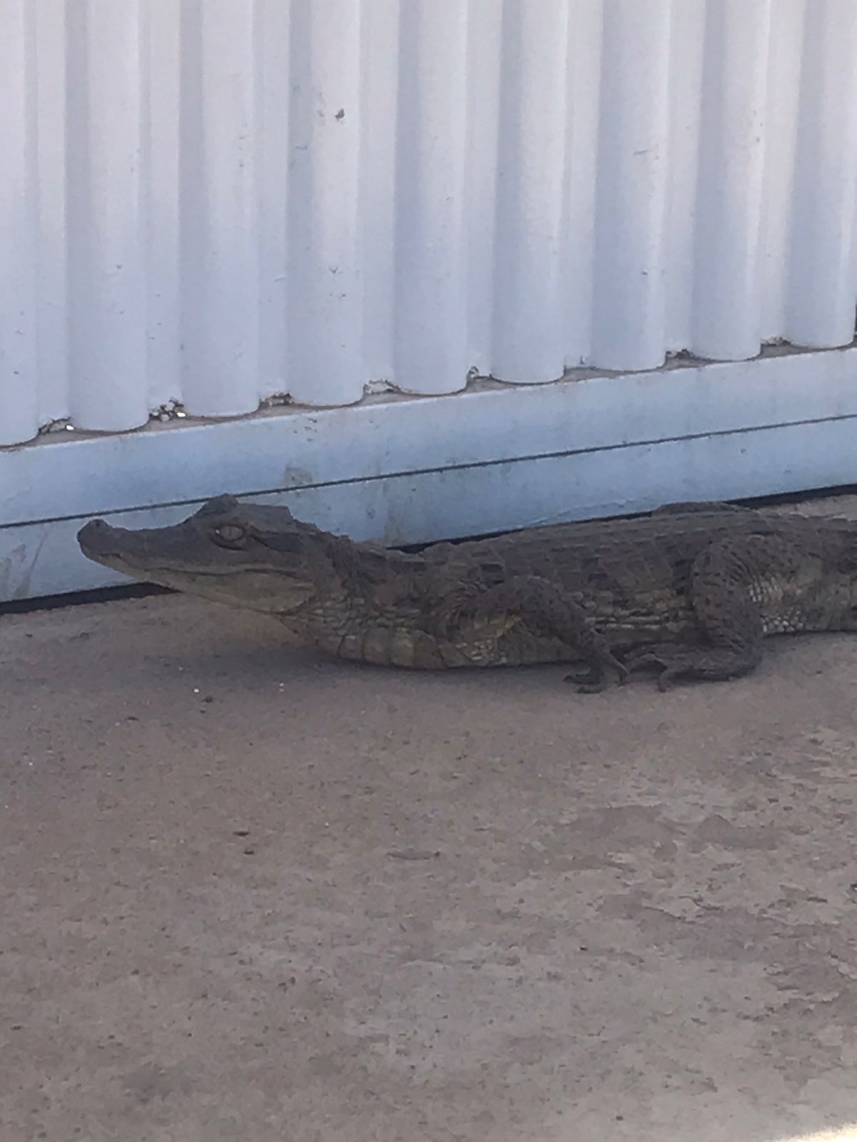 Em Picos, moradores amarram jacaré em árvore após animal aparecer em rua no bairro Junco