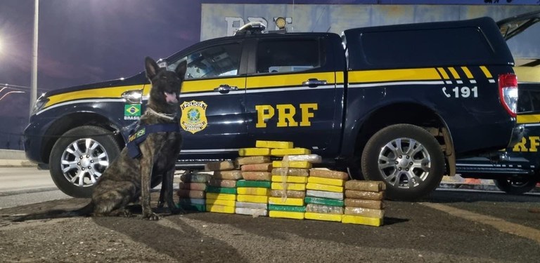 Cão farejador encontra cocaína avaliada em R$ 7 milhões em carro na BR-316