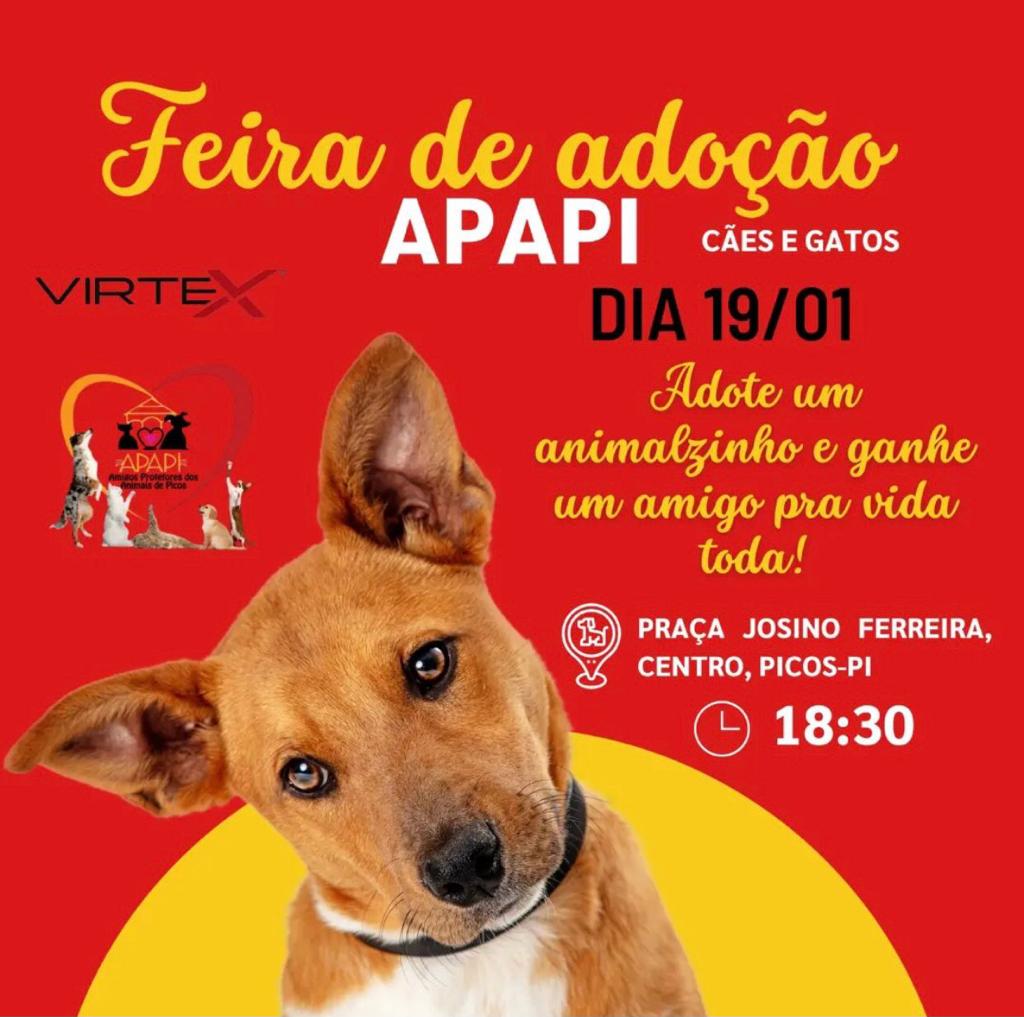 Em Picos, APAPI promoverá evento de adoção de animais