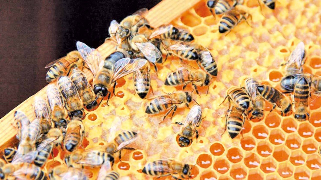 Piauí se torna o maior exportador de mel em 2021