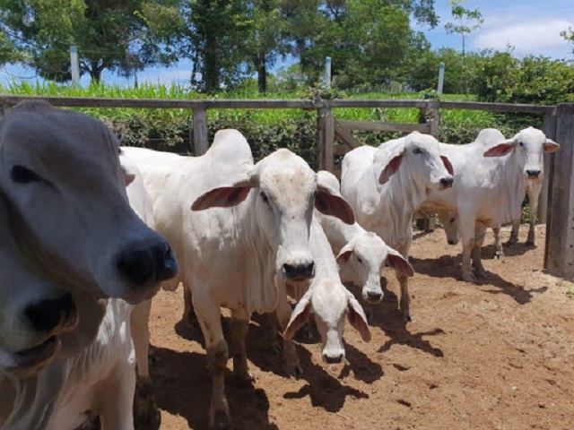 Vacina contra Febre Aftosa começa dia 1º de junho