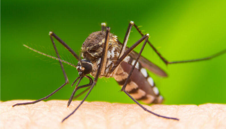 Para ministro da Saúde, dengue é ‘muito mais grave’ que coronavírus no Brasil