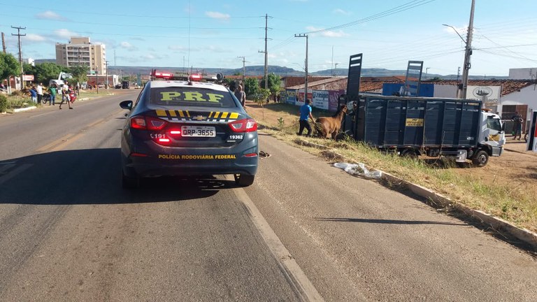 PRF recolhe 49 animais soltos às margens de rodovias na macrorregião de Picos