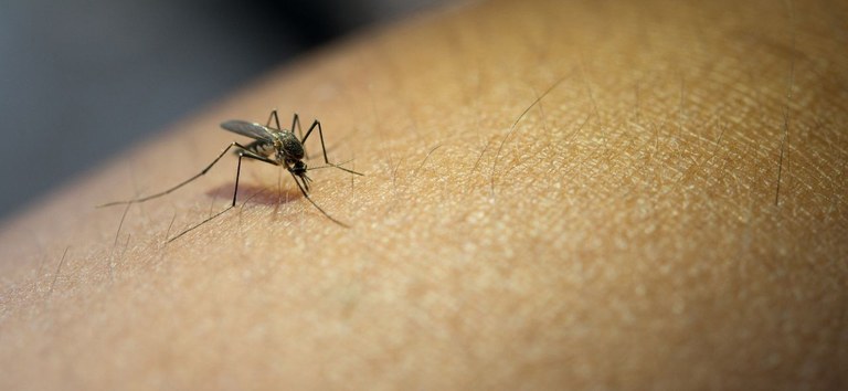 Autoridades em Saúde de Picos intensificam ações de combate ao mosquito Aedes Aegypti