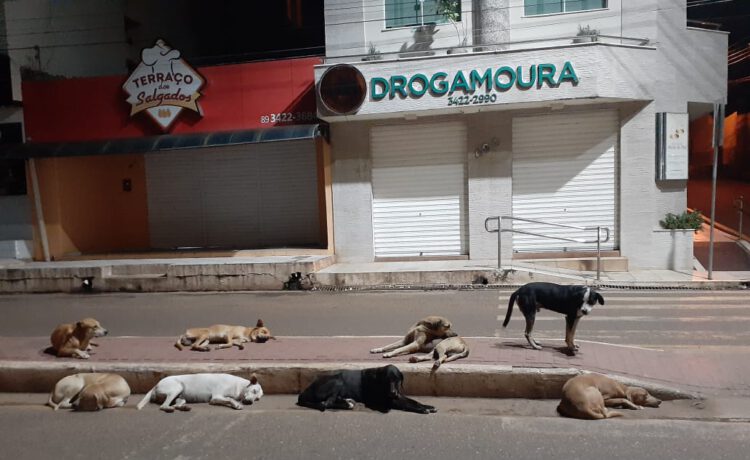 Castração dos animais de rua terá início no bairro Paraibinha, em Picos