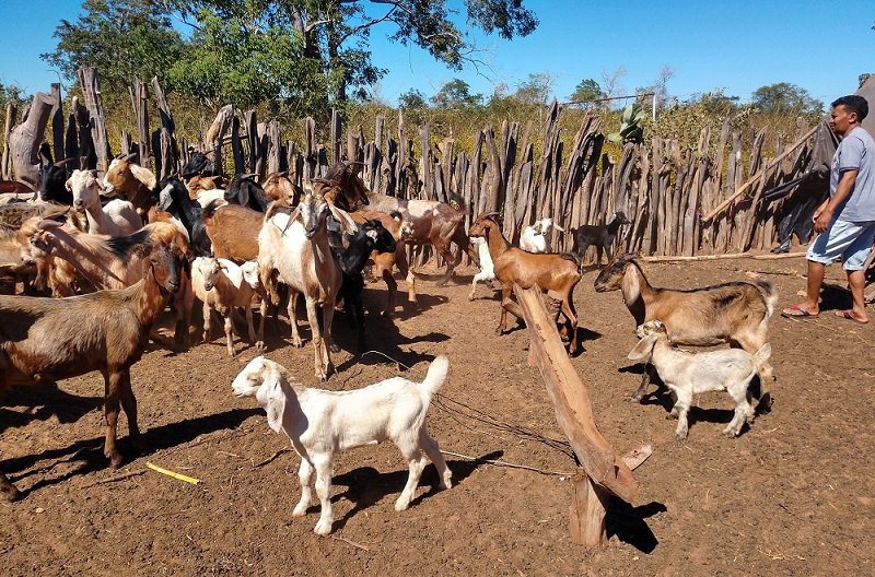 Evento busca valorizar a criação de ovinos e caprinos em Picos