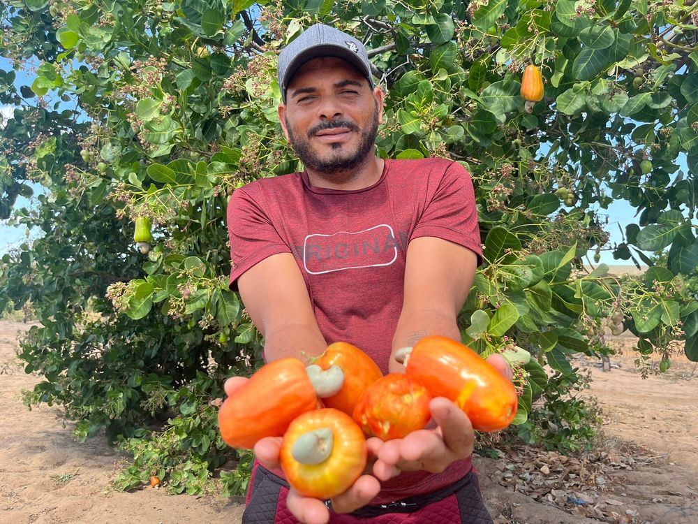 Com aumento na produção de caju, Piauí tem a 2ª maior área plantada no Brasil