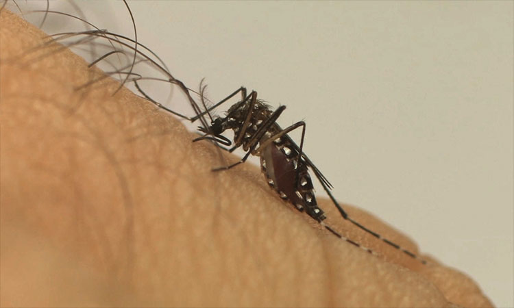 Procura por exame para detectar dengue cresce em 300%