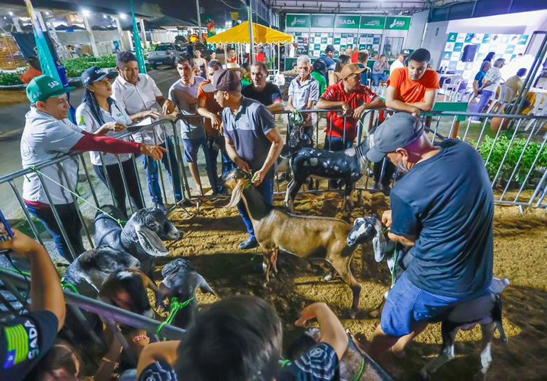 Secretaria de Defesa Agropecuária faz doação de caprinos reprodutores a pequenos produtores do Piauí