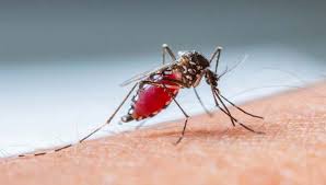 Piauí poderá ter surto de dengue em 2020, diz Ministério