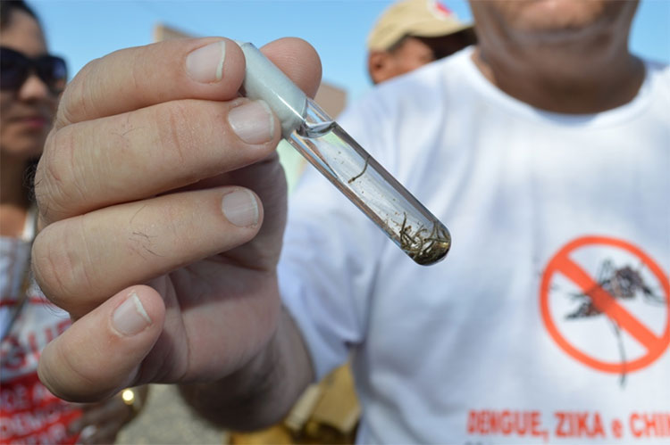 Casos de dengue e chikungunya reduzem 90% em Picos