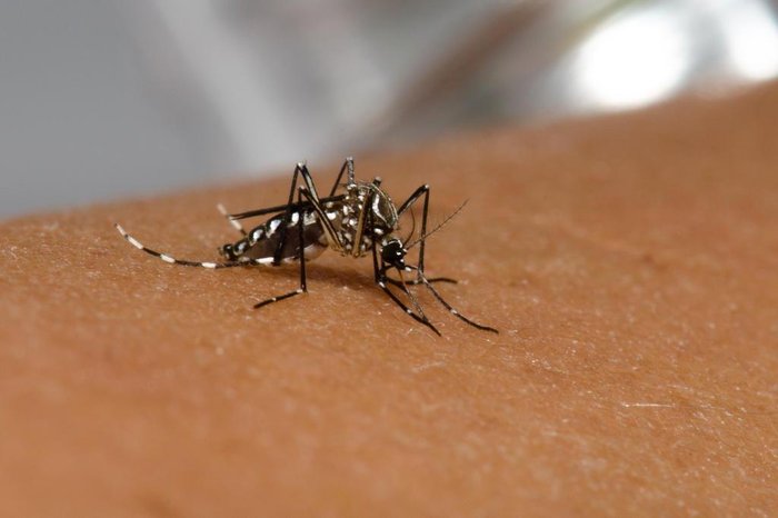 Picos já tem 147 casos confirmados de chikungunya em 2022