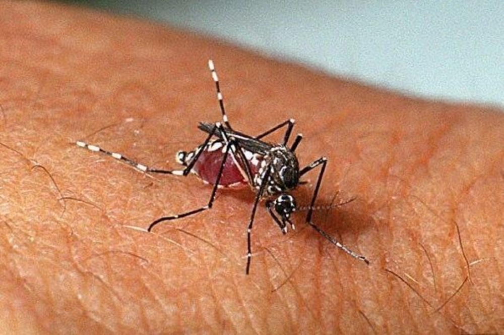 LACEN investiga morte de idosa de 71 anos por suspeita de dengue hemorrágica em Picos