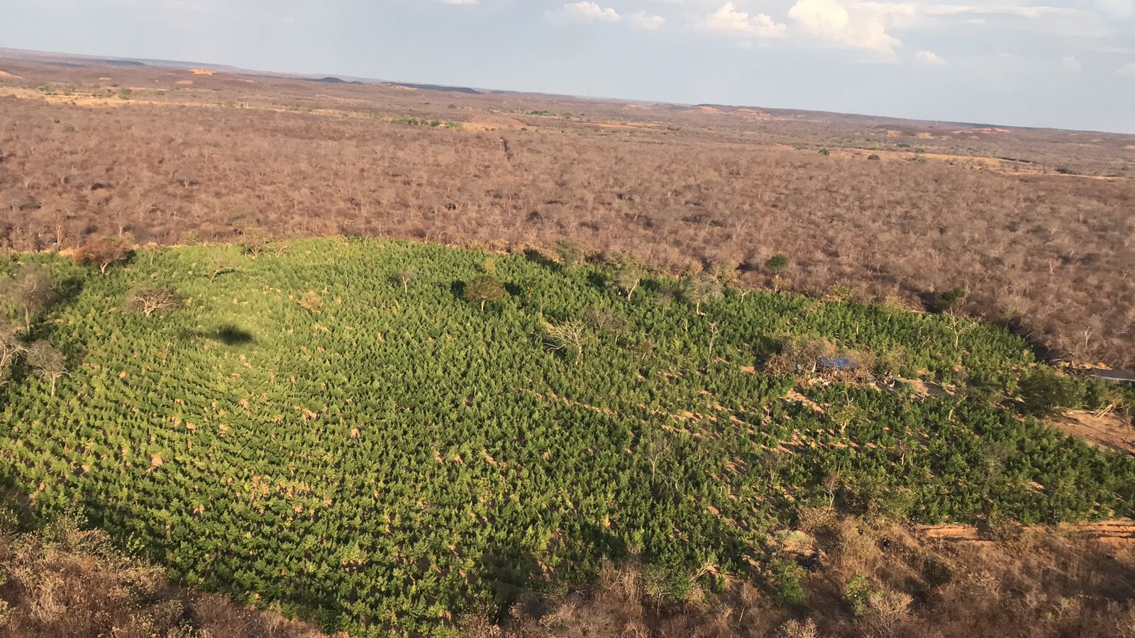 Polícia Militar de Picos encontra plantação com 170 mil pés de maconha em Campinas do Piauí