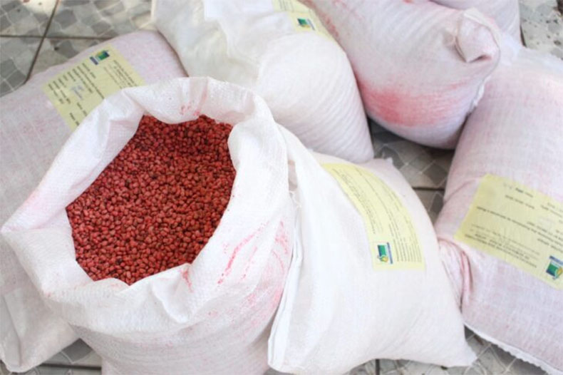Governo investe mais de 4 milhões de reais em sementes e mudas