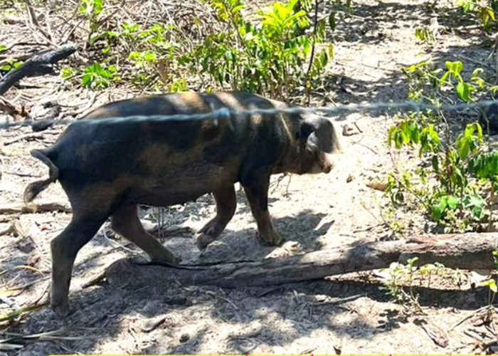 Após casos de peste suína, Governo declara estado de emergência zoossanitária no Piauí