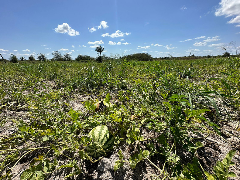 Agricultores no Piauí apostam em novo tipo de melancia