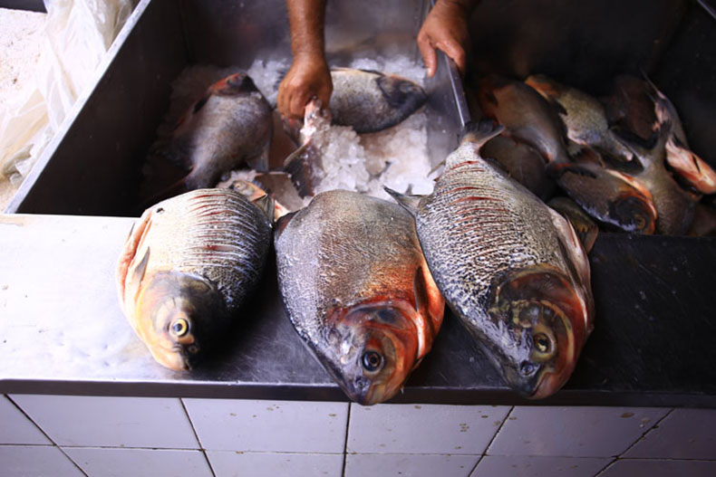 Sesapi faz alerta sobre consumo de alimentos contaminados e doença da urina preta