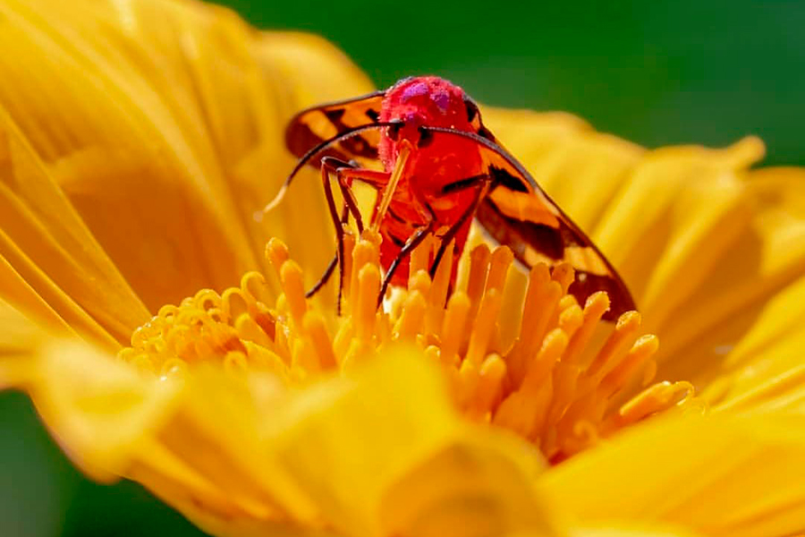 Fotografia: A natureza minúscula de Rosa da Caatinga. Veja fotos!