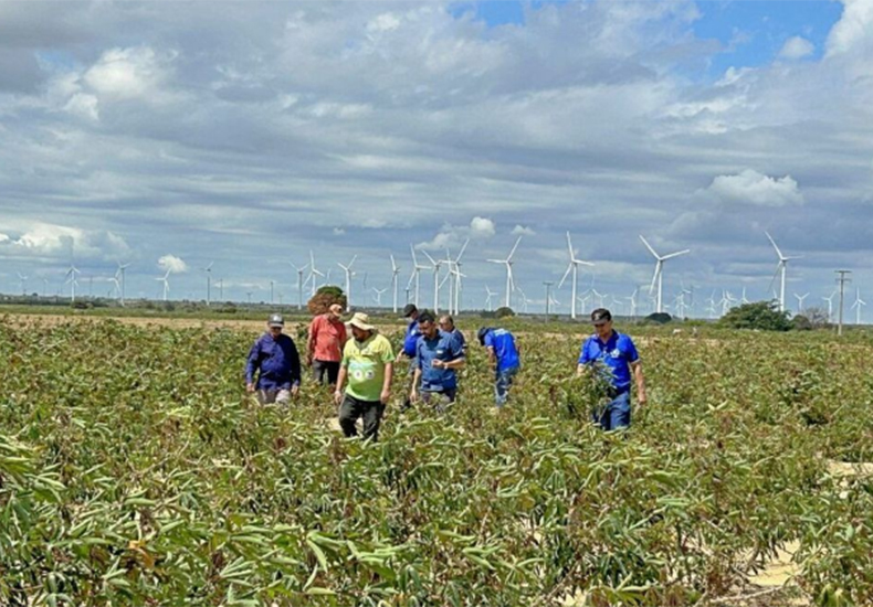 Adapi investiga ataque de praga em lavouras de mandioca em cidades no Sul do Piauí