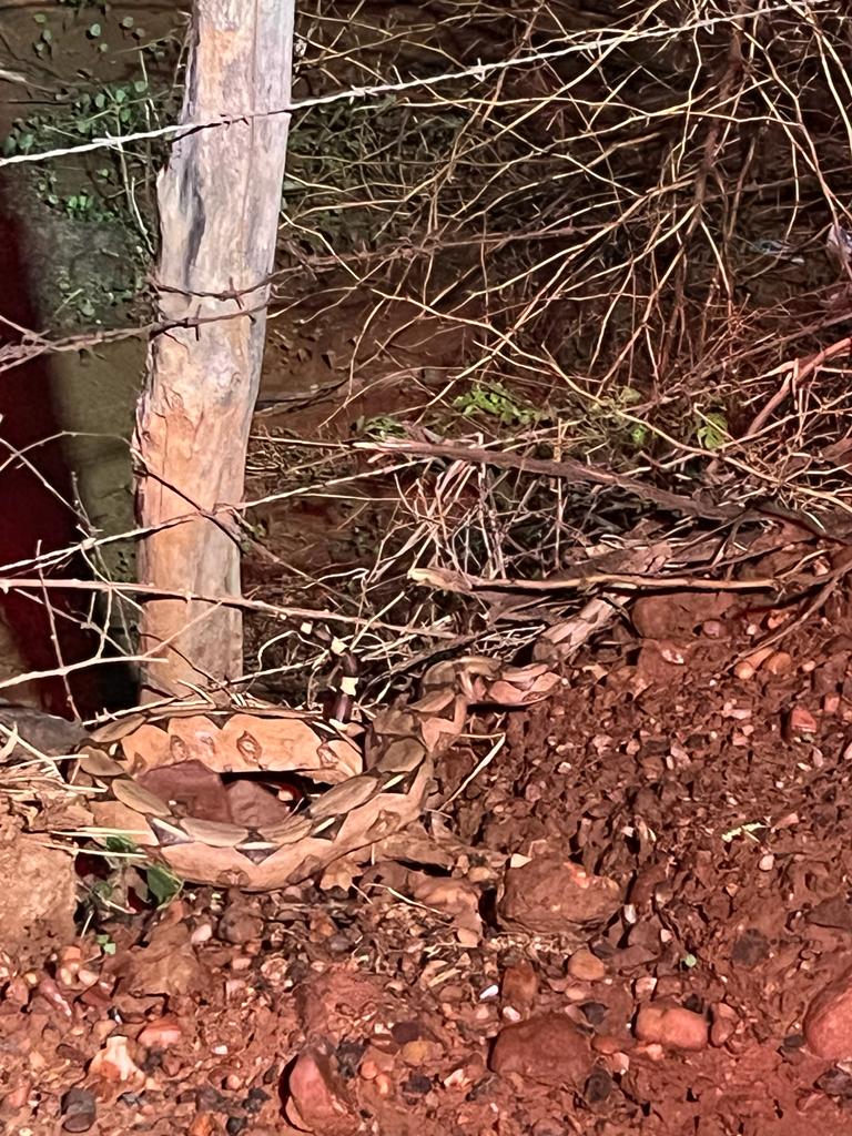 Nove cobras são capturadas pelo Corpo de Bombeiros em Picos