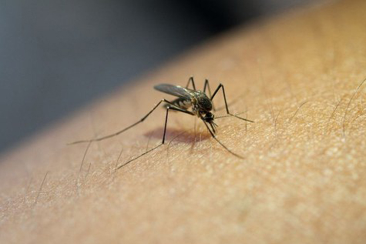 Picos ainda não registrou casos de dengue em 2024