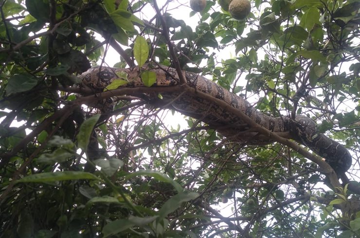 Pós-chuva: Três cobras são capturadas na zona urbana de Picos