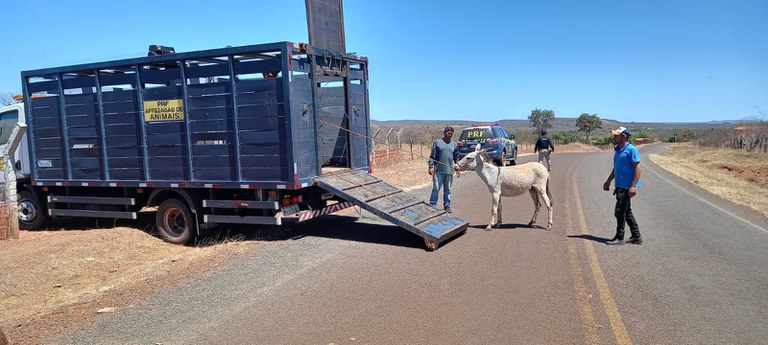 PRF realiza operação de apreensão de animais em Picos