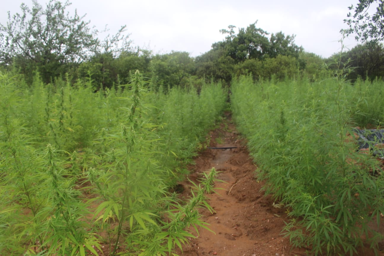 Polícia localiza plantação com mais de 100 mil pés de maconha em Paulistana