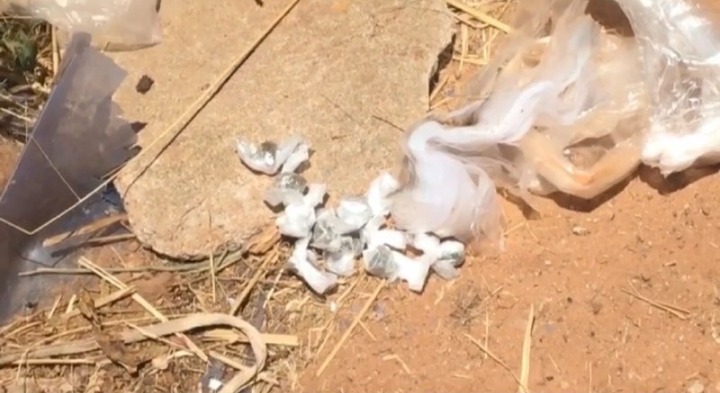 Em Picos, cão farejador da Polícia Civil encontra drogas enterradas em terreno baldio