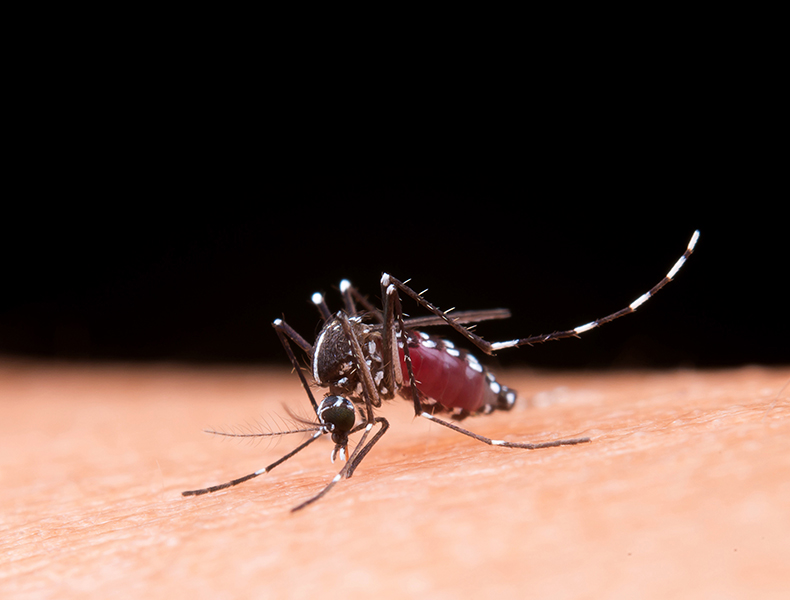 Incidência de dengue aumenta para 61% no Piauí; Ministério da Saúde recomenda teste rápido