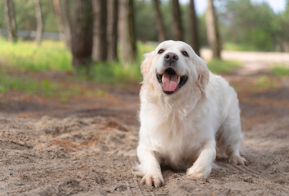 Lei estabelece multa de R$ 1 mil para quem acorrentar animal em Teresina