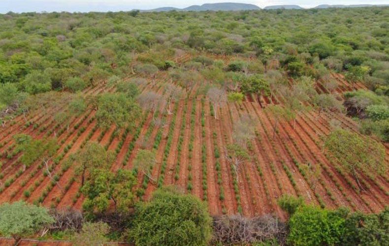 Casal é preso em plantação com 120 mil pés de maconha no Piauí