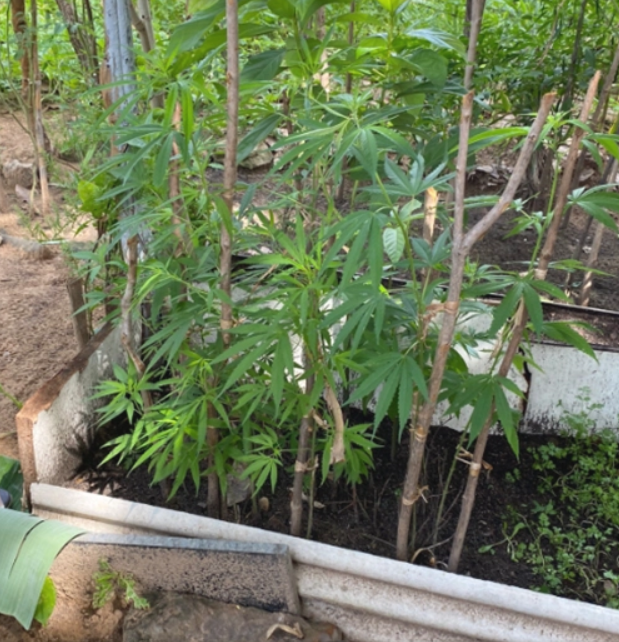 Casal é preso com 'horta de maconha' e diz que planta seria usada em salada em Floriano