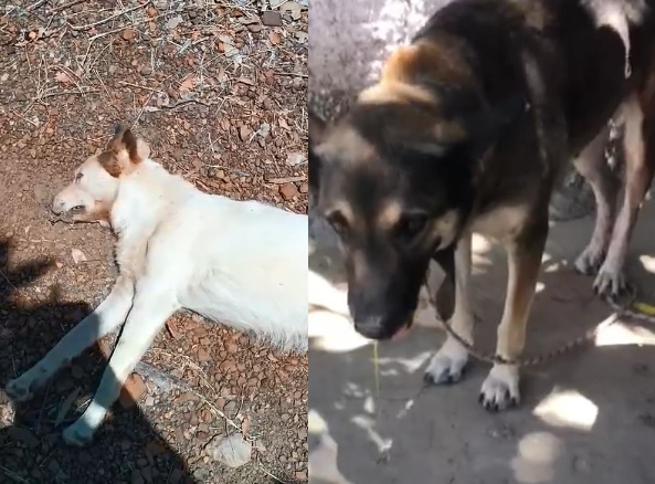 Cães morrem 'misteriosamente' e moradores da zona rural de Picos acionam prefeitura